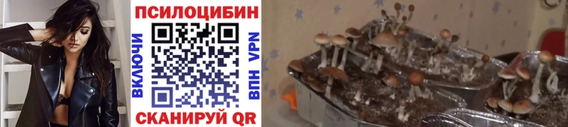 Галлюциногенные грибы мицелий  Купить закладки  Фрязино 